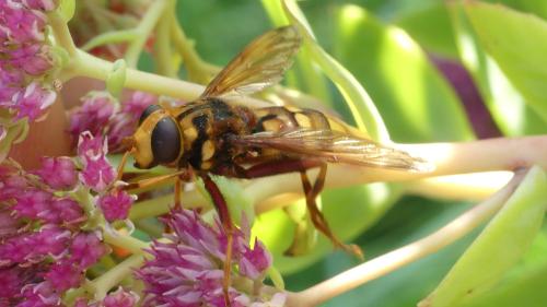 Réf. 349 038 : Milesia crabroniformis